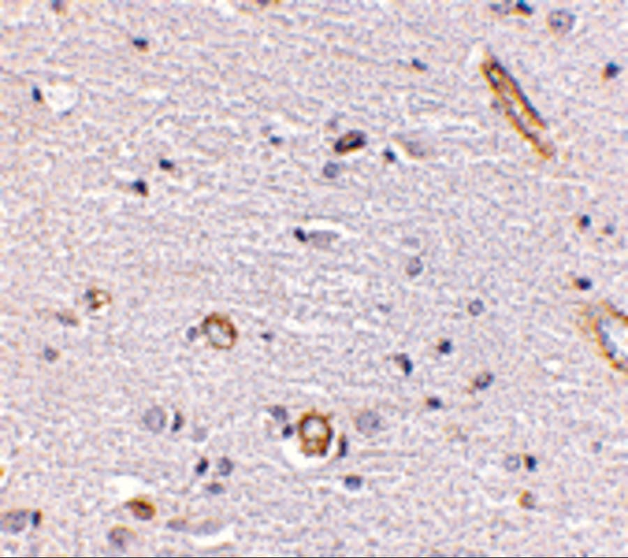 Syntaphilin Antibody - BSA Free