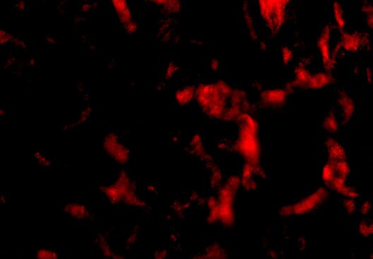 Wnt-10a Antibody - BSA Free