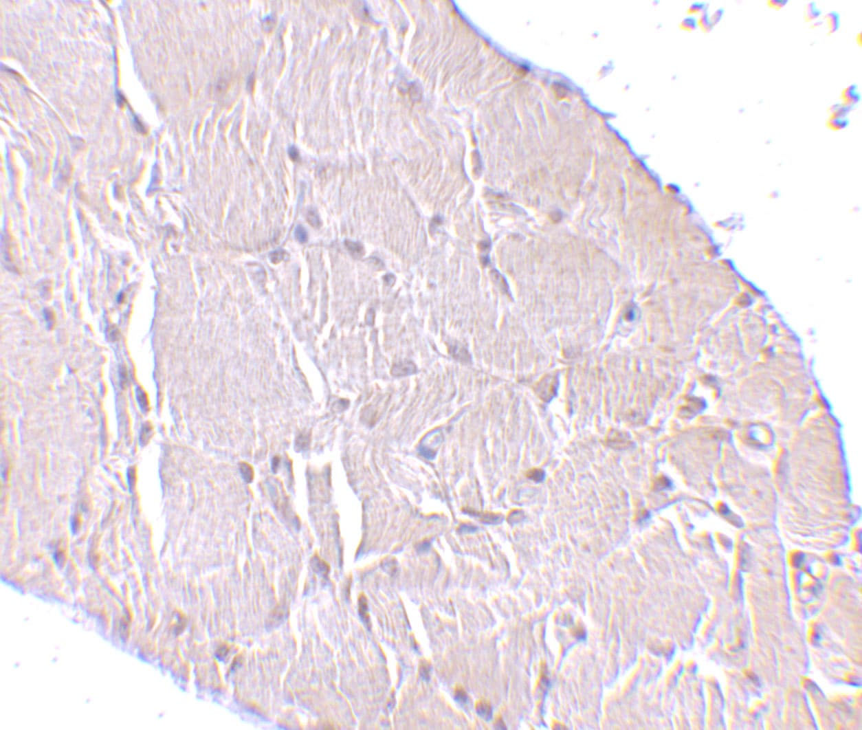 Wnt-10a Antibody - BSA Free