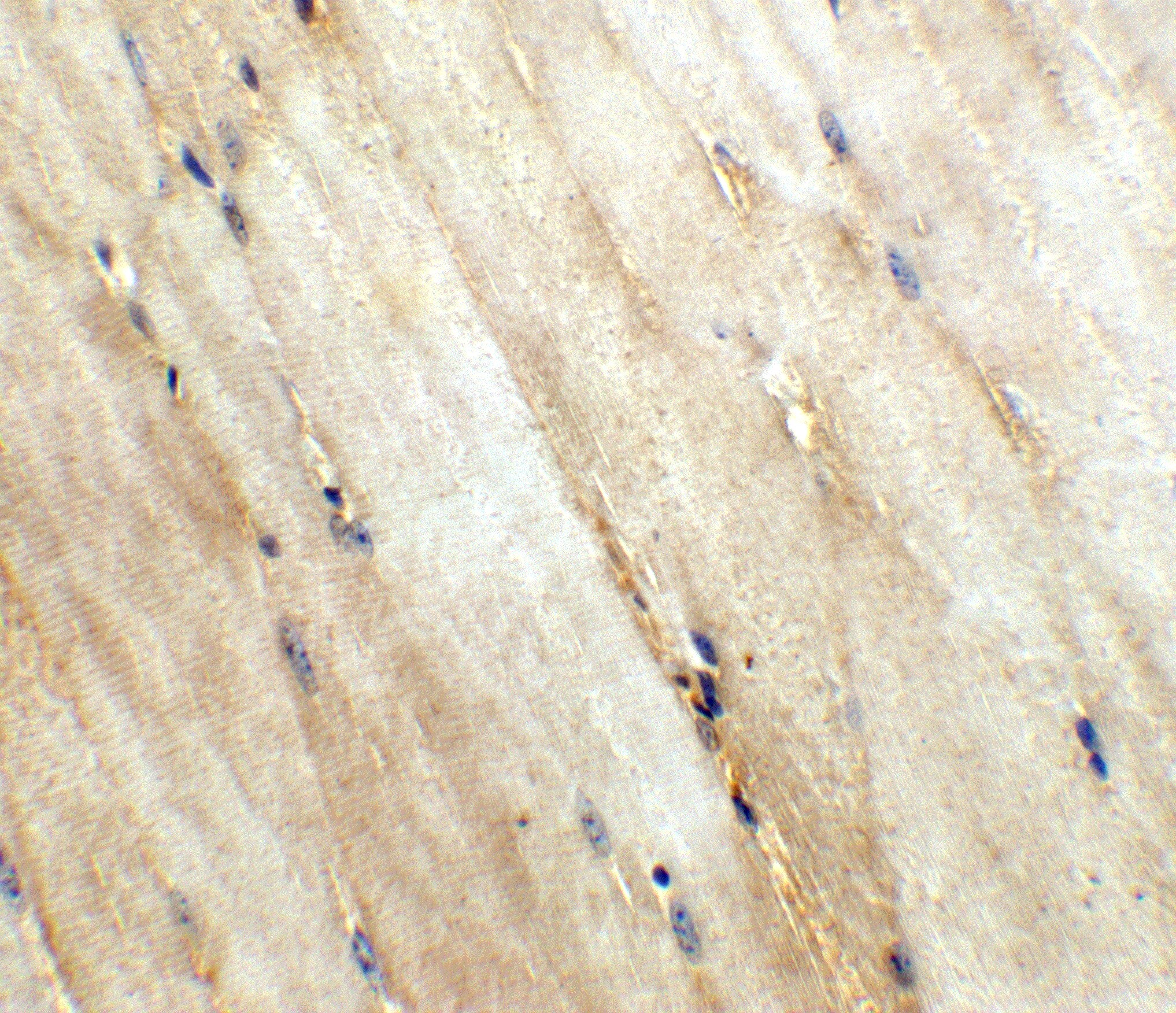 Wnt-10a Antibody - BSA Free