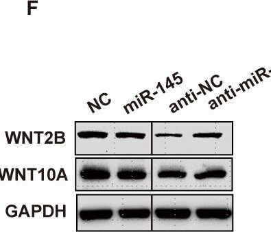 Wnt-10a Antibody - BSA Free