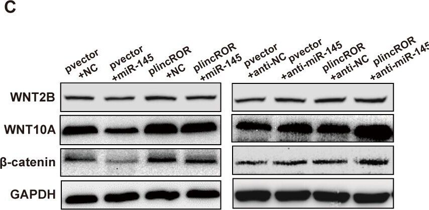 Wnt-10a Antibody - BSA Free
