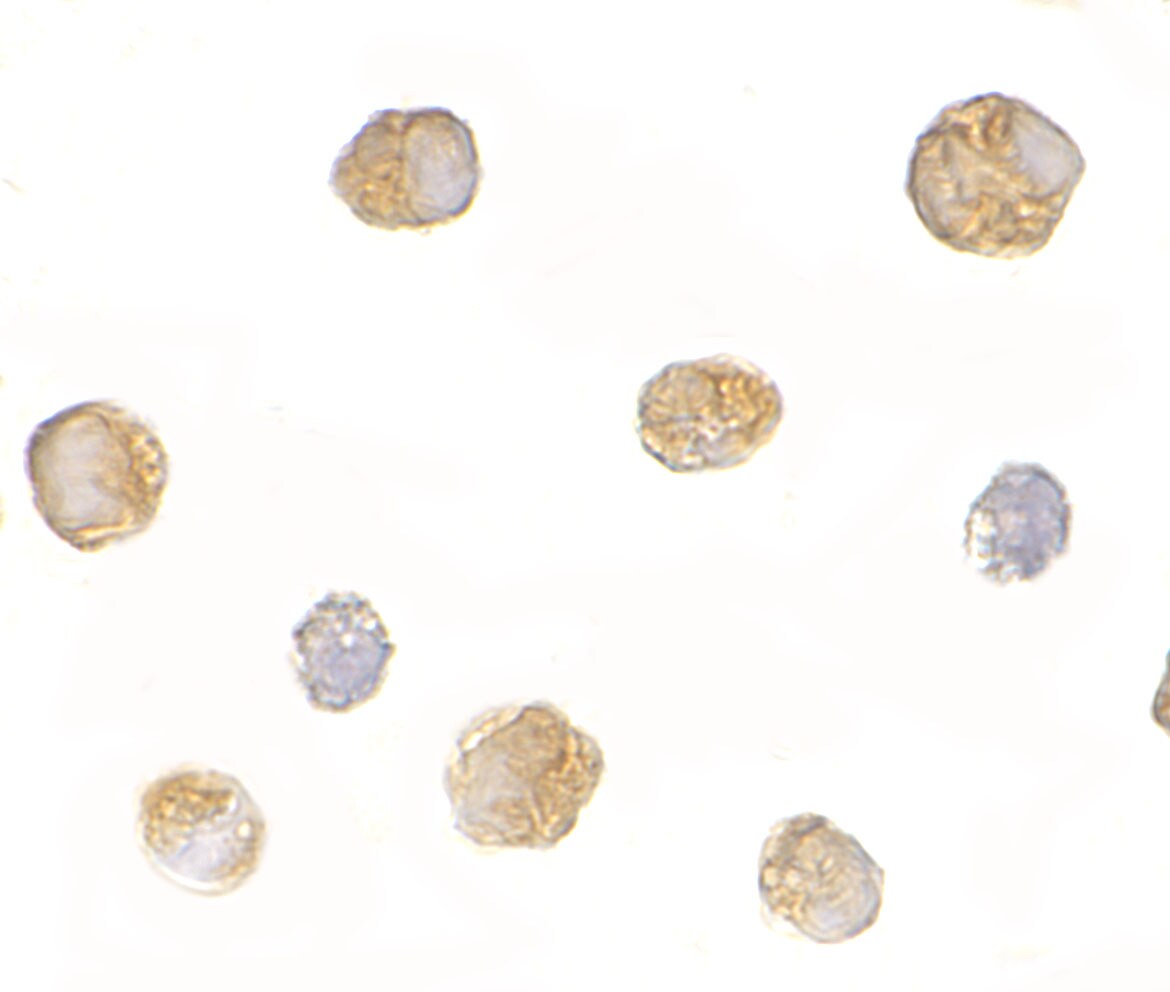 BICD1 Antibody - BSA Free