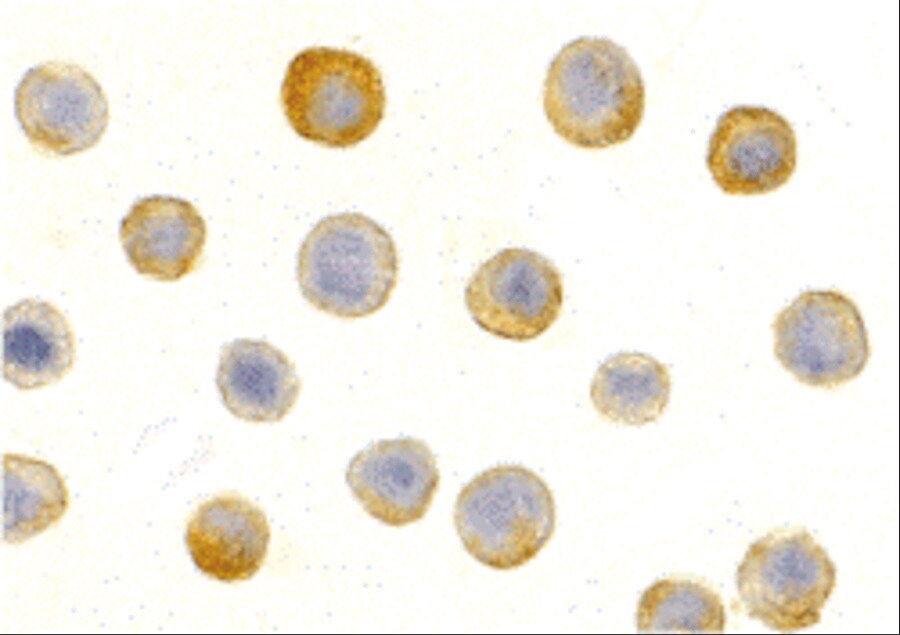 IL-1 RAcP/IL-1 R3 Antibody - BSA Free