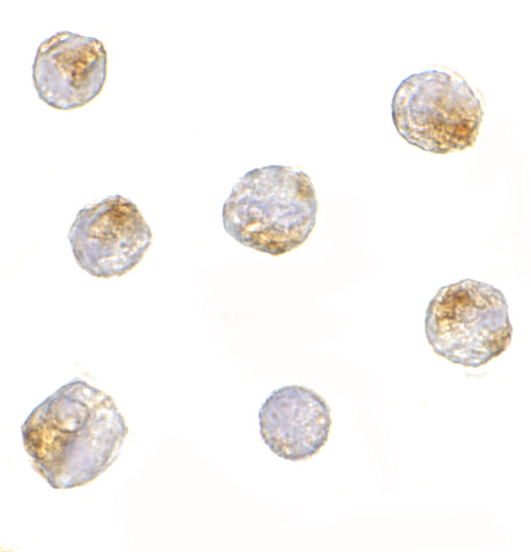 Nucleoporin 107 Antibody - BSA Free