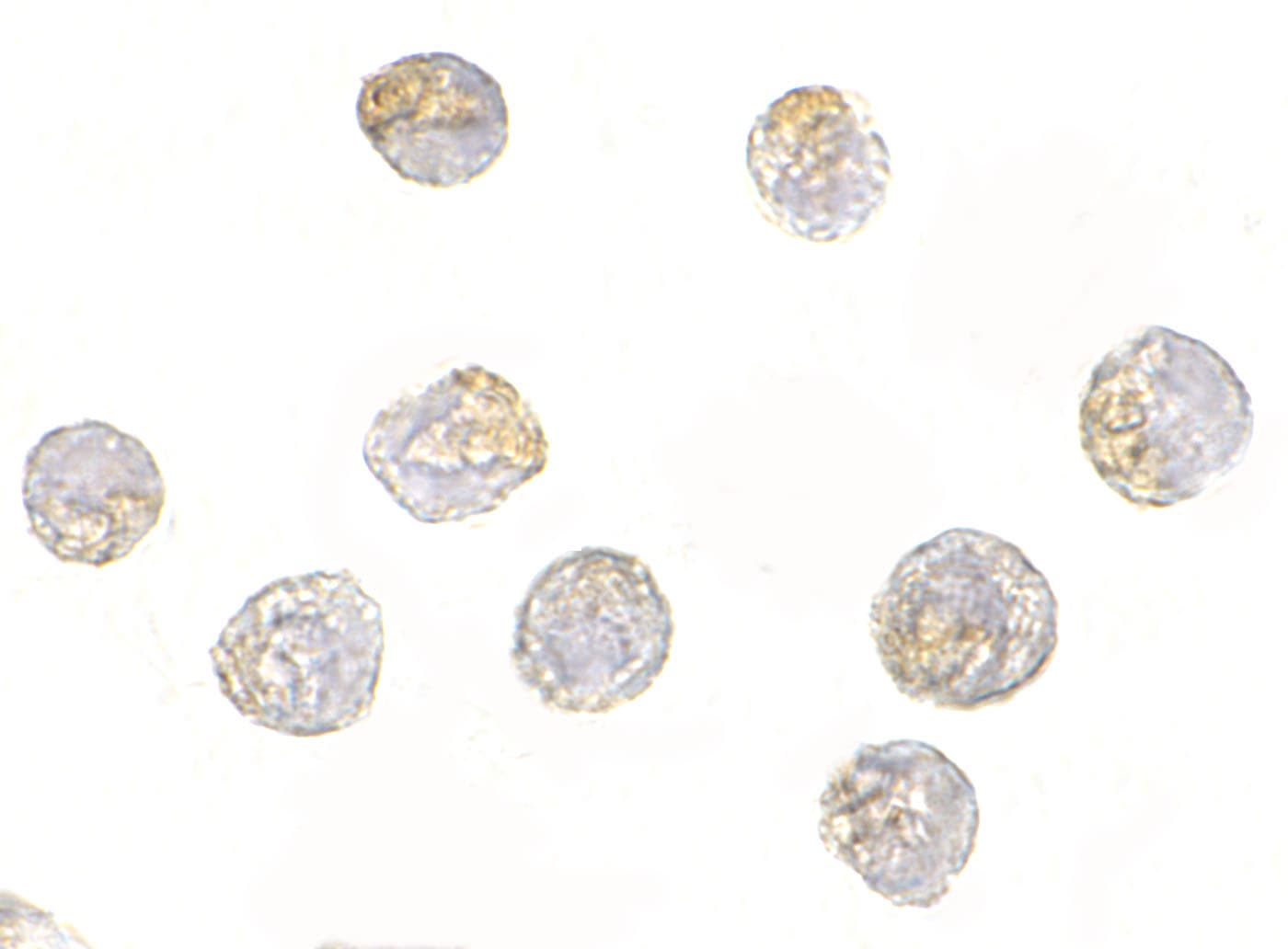 Nucleoporin 107 Antibody - BSA Free