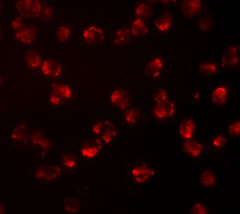 Nucleoporin 107 Antibody - BSA Free