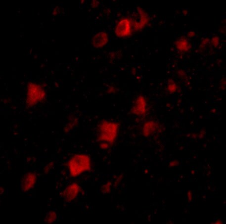 POLR3F Antibody - BSA Free