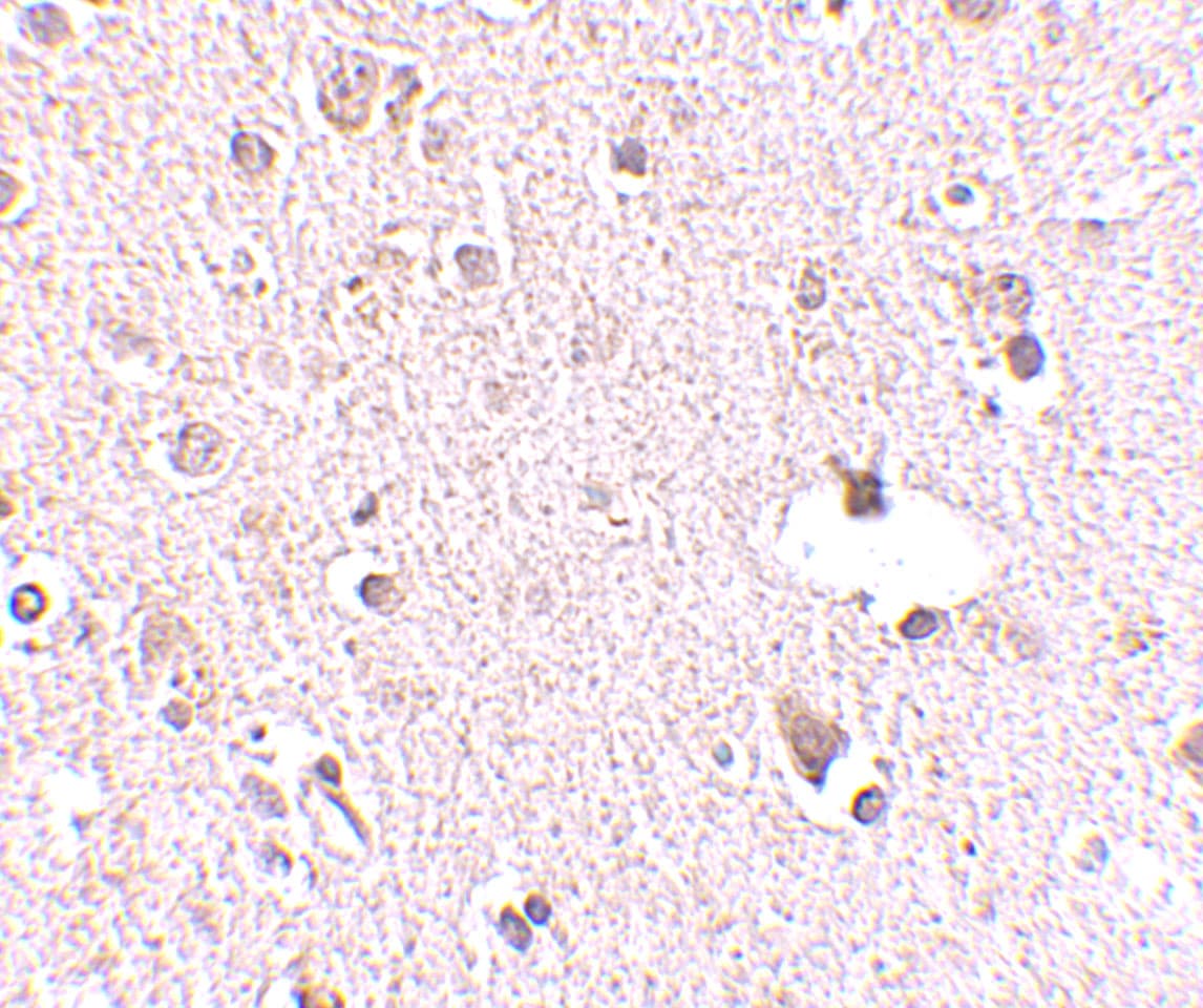 POLR3F Antibody - BSA Free