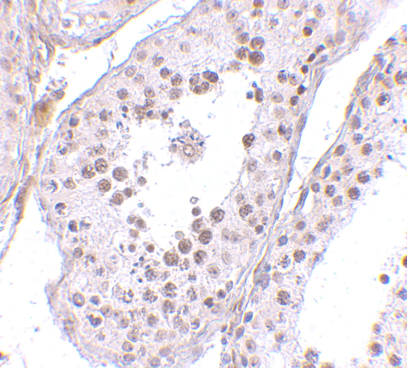 MED4 Antibody - BSA Free