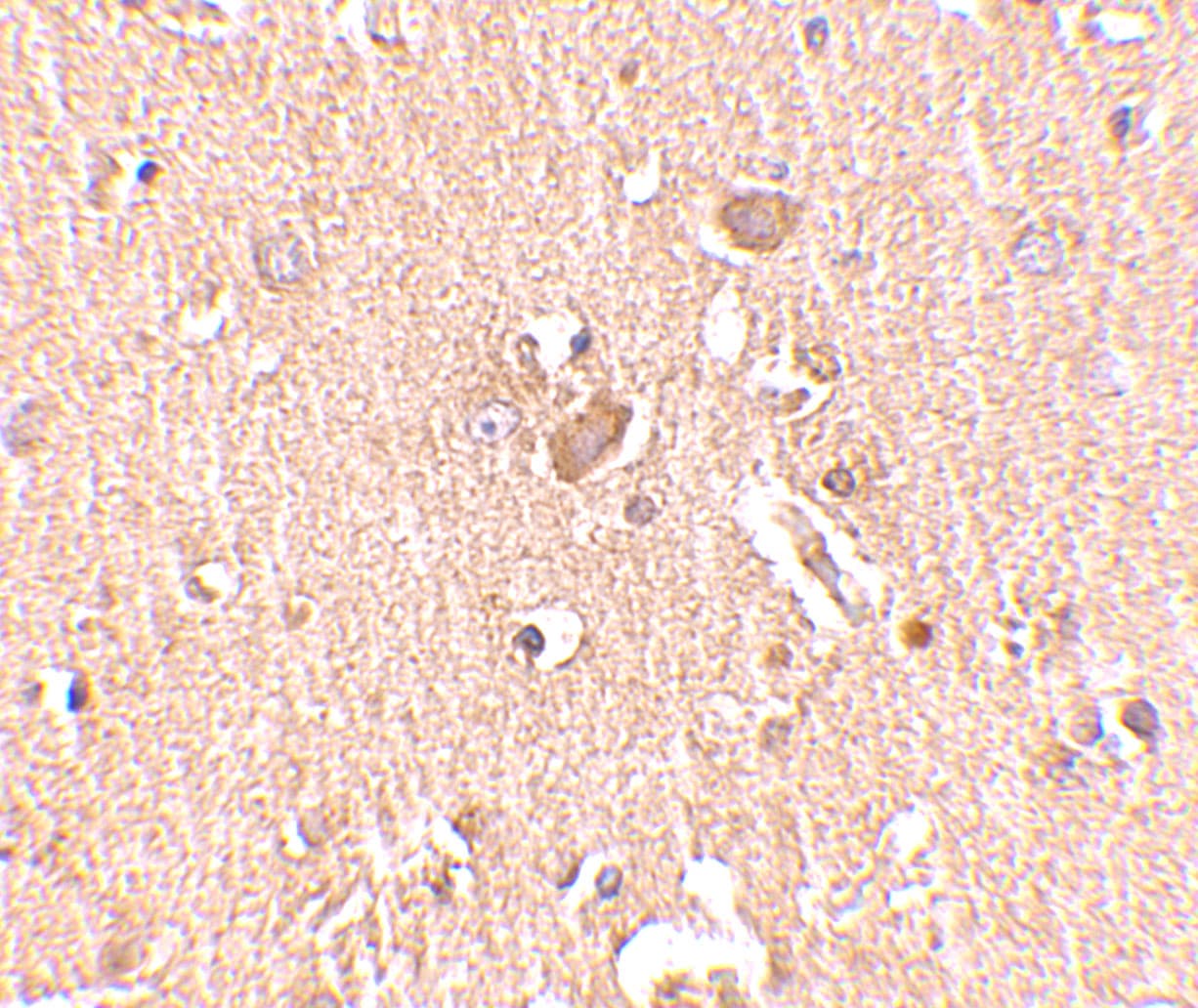 MED28 Antibody - BSA Free