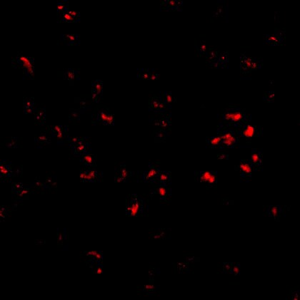 PARL Antibody - BSA Free