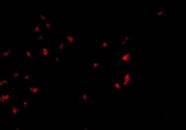 OVGP1 Antibody - BSA Free