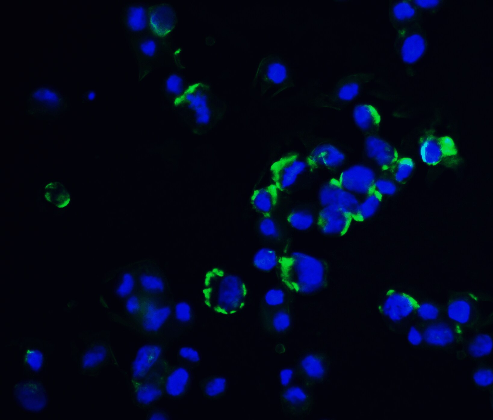 OVGP1 Antibody - BSA Free