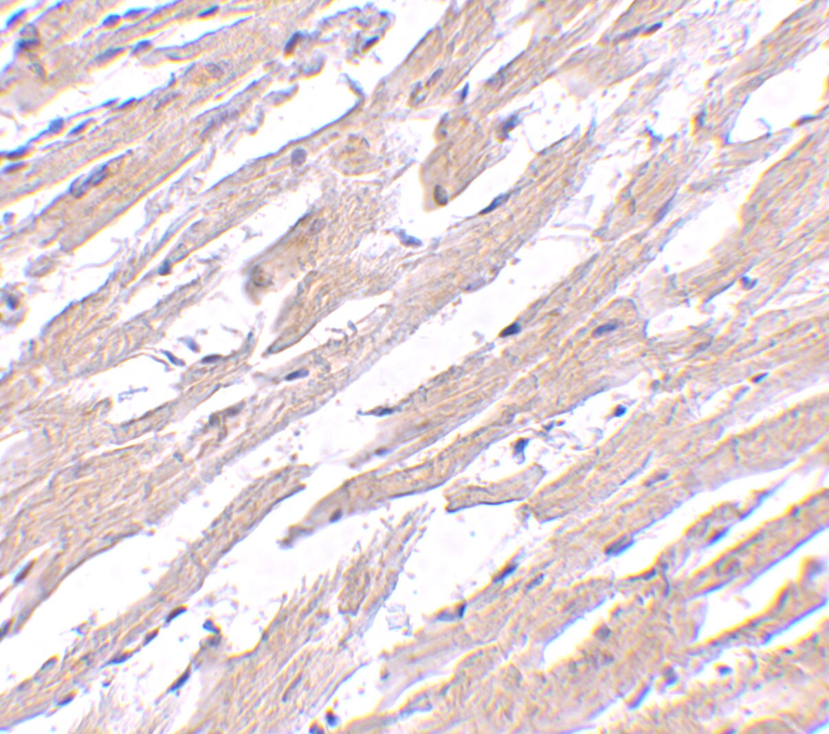 Protein O-Fucosyltransferase 1/POFUT1 Antibody - BSA Free