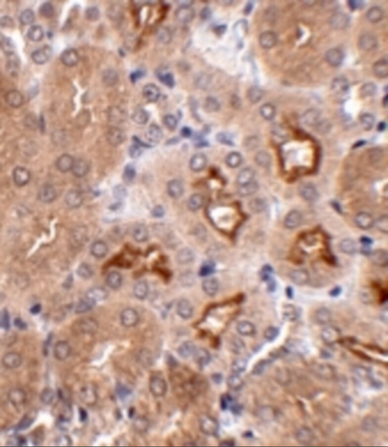 OTUD5 Antibody - BSA Free