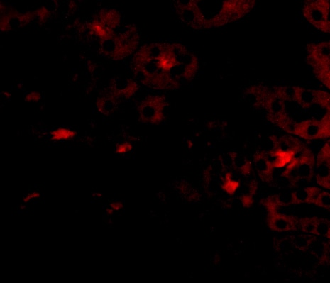 OTUD5 Antibody - BSA Free