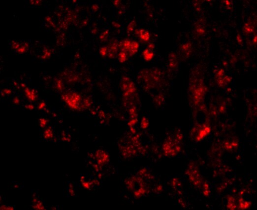 CUEDC1 Antibody - BSA Free