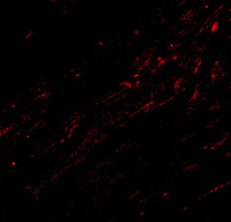 CIDEA Antibody - BSA Free