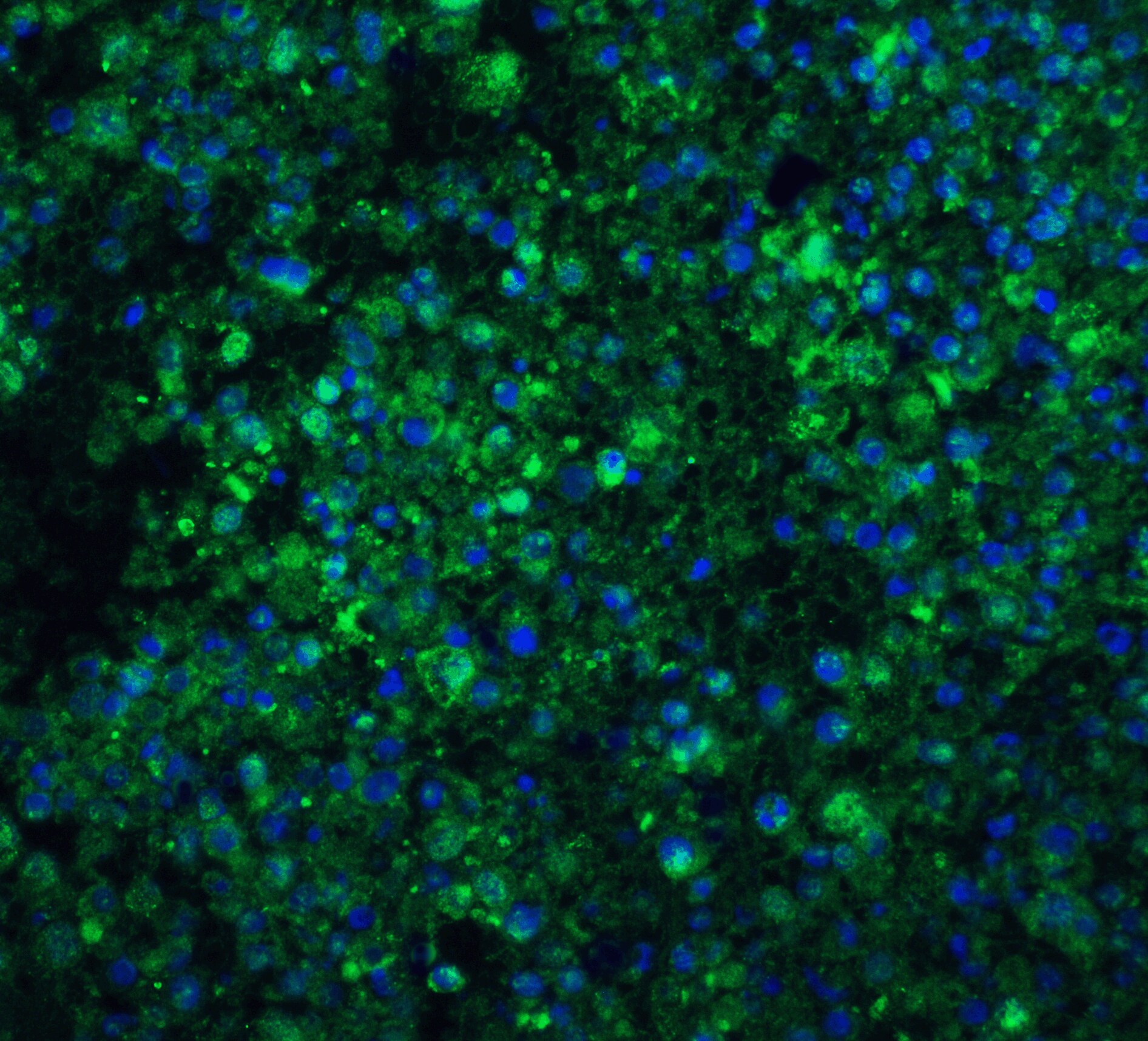 CIDEA Antibody - BSA Free