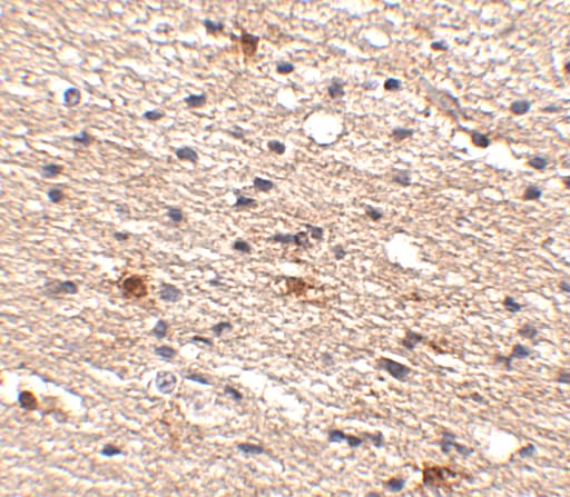 AIPL1 Antibody - BSA Free