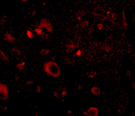 AIPL1 Antibody - BSA Free