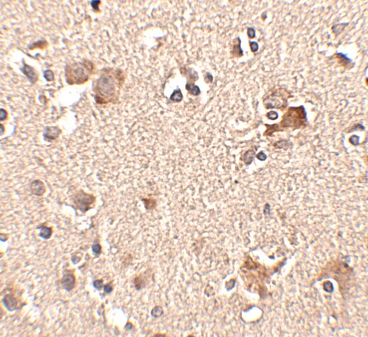 AIPL1 Antibody - BSA Free