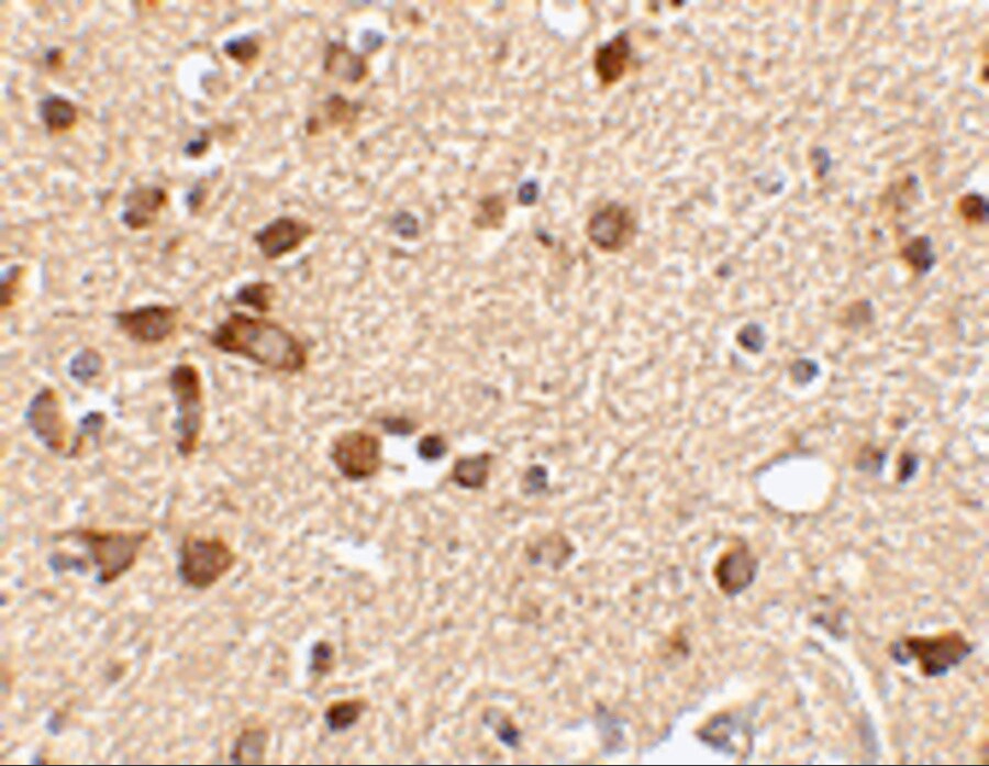 STK39 Antibody - BSA Free