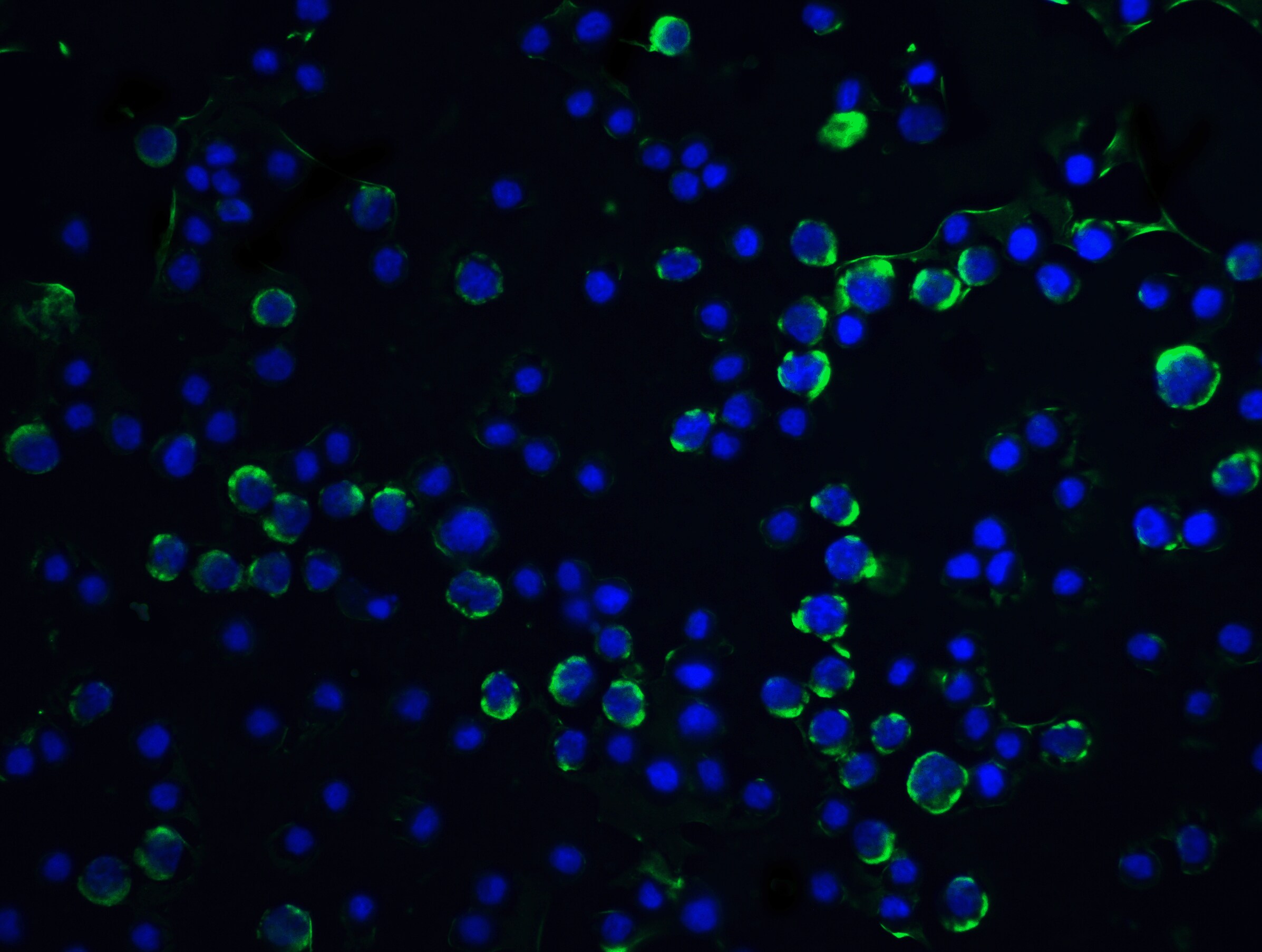 Caspase-9 Antibody - BSA Free
