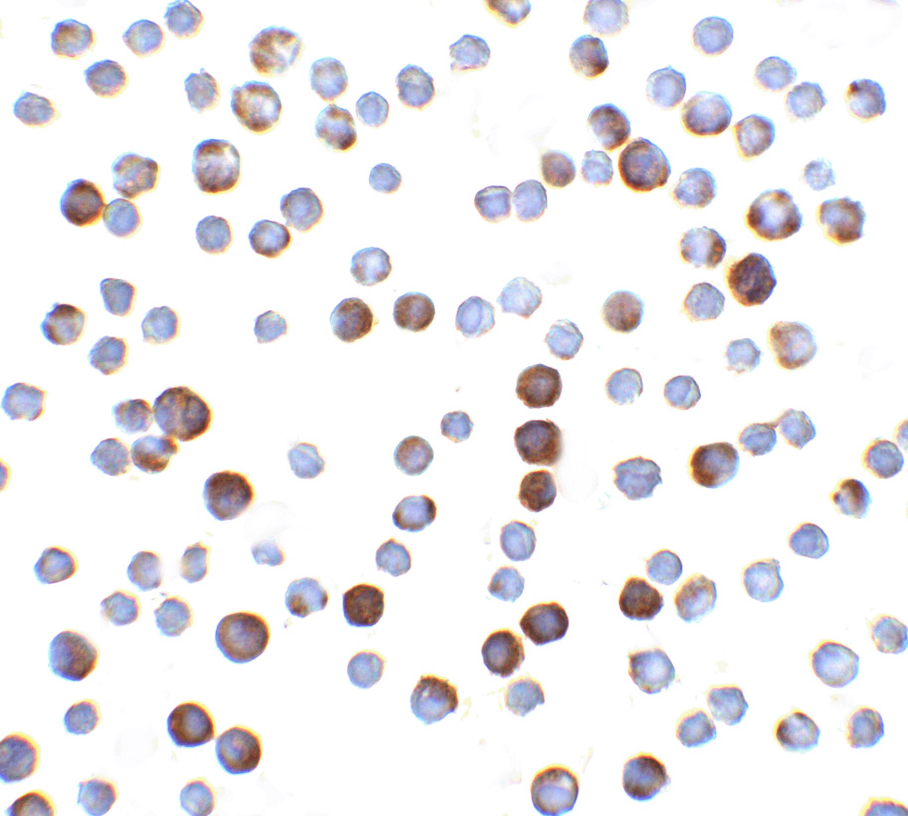 Caspase-9 Antibody - BSA Free