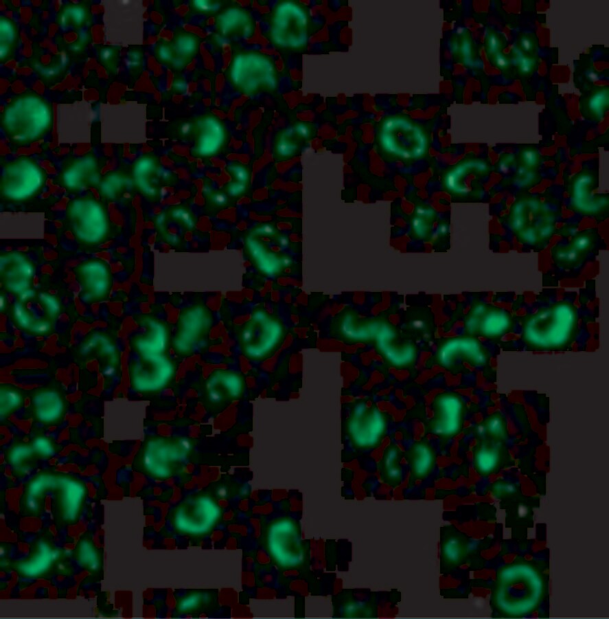 Caspase-9 Antibody - BSA Free
