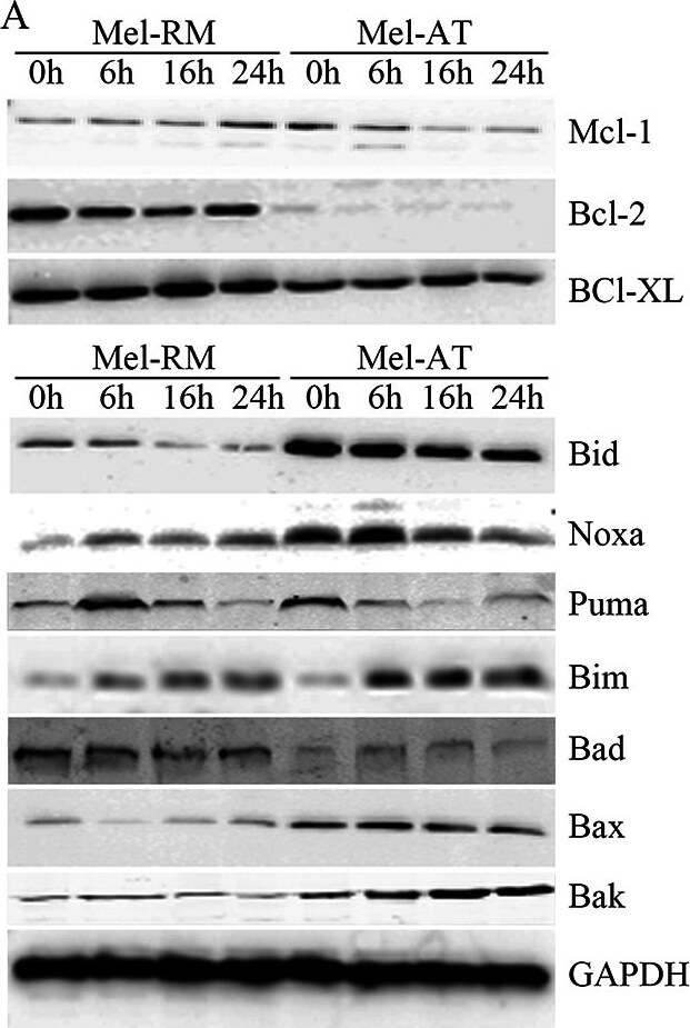 Bim Antibody - BSA Free