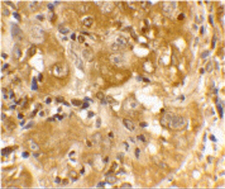 Bim Antibody - BSA Free