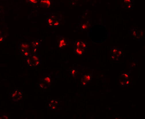 Bim Antibody - BSA Free