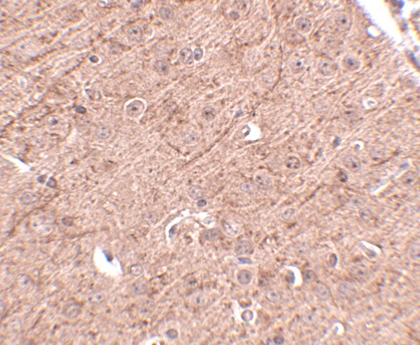 Lass5 Antibody - BSA Free