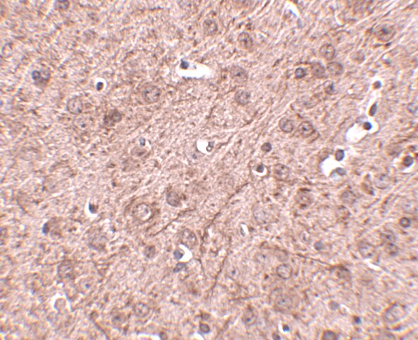 LASS6 Antibody - BSA Free