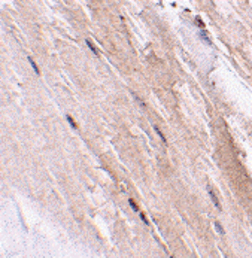 GBAS Antibody - BSA Free
