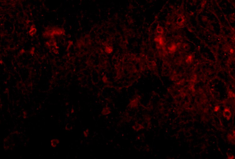 PIGY Antibody - BSA Free