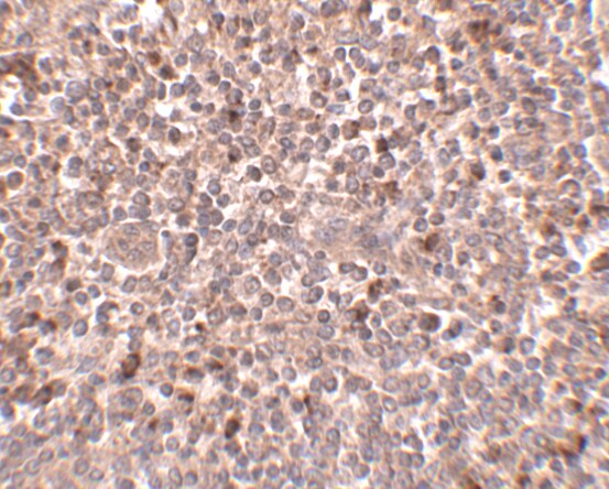 PIGY Antibody - BSA Free