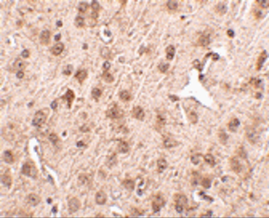 NIPSNAP3A Antibody - BSA Free