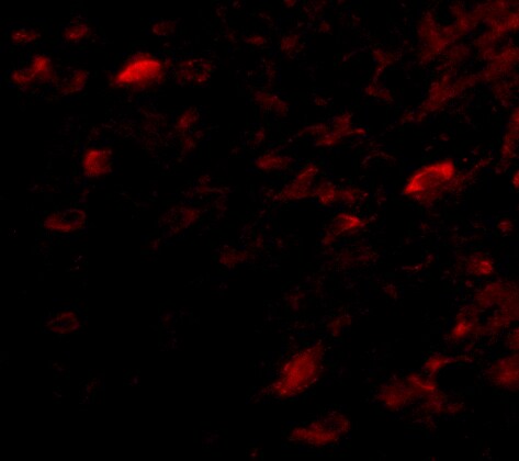 NIPSNAP3A Antibody - BSA Free