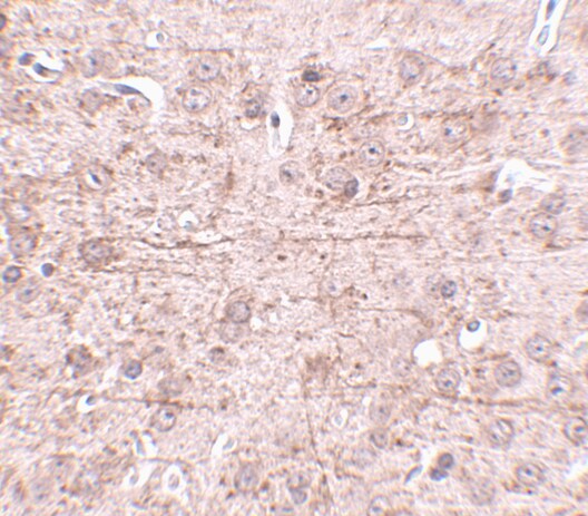 ZBTB1 Antibody - BSA Free
