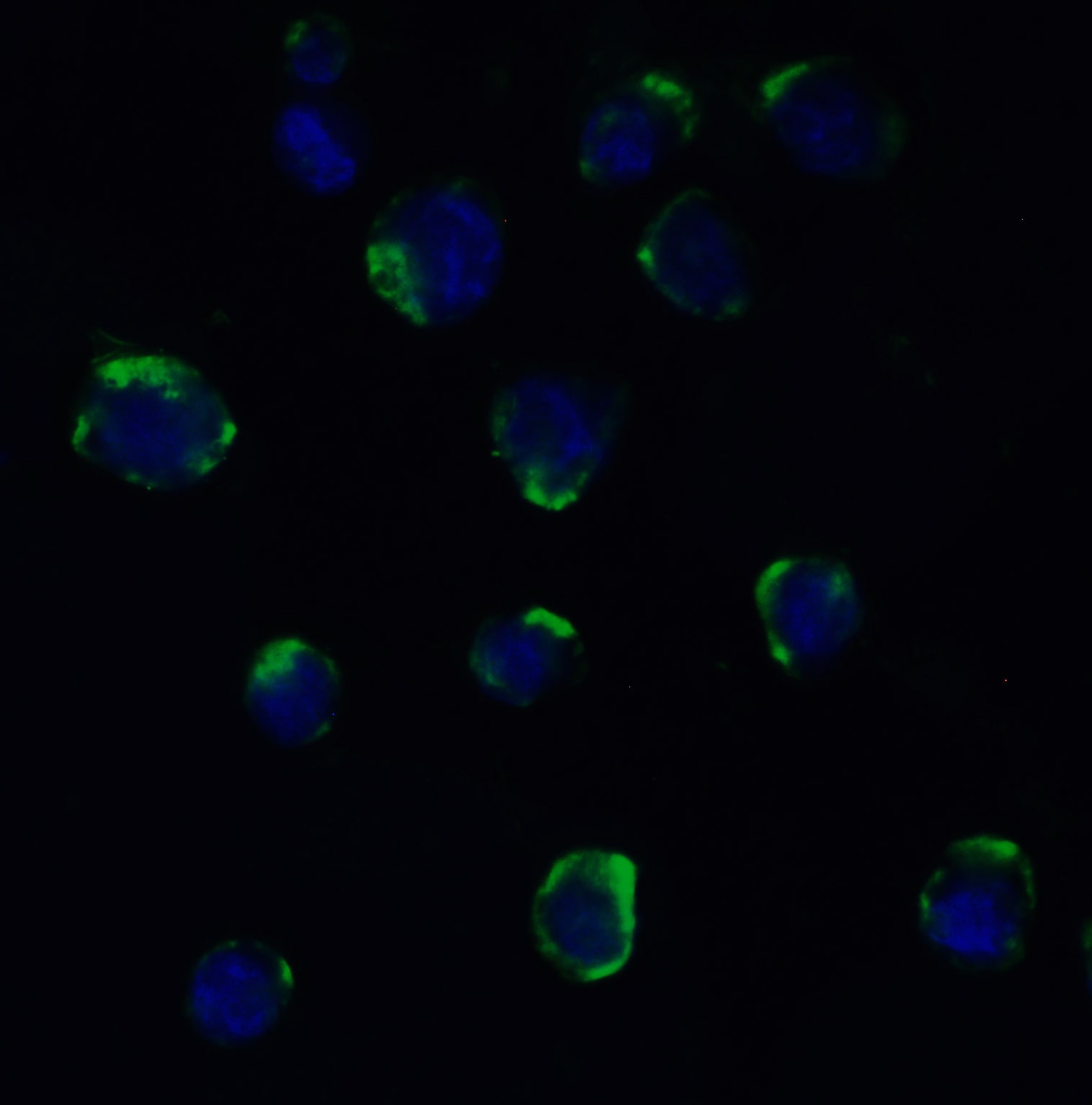 ADAM10 Antibody - BSA Free