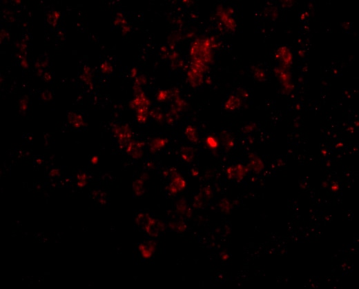 EBI3 Antibody - BSA Free