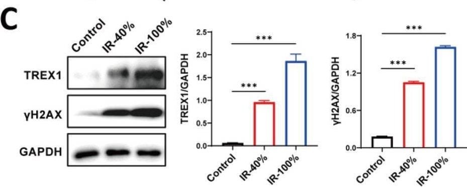 TREX1 Antibody - BSA Free