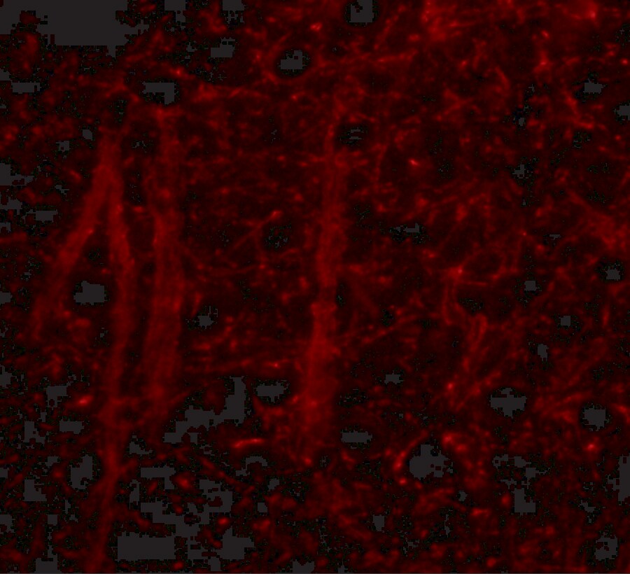 GLE1 Antibody - BSA Free