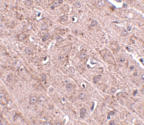 GLE1 Antibody - BSA Free