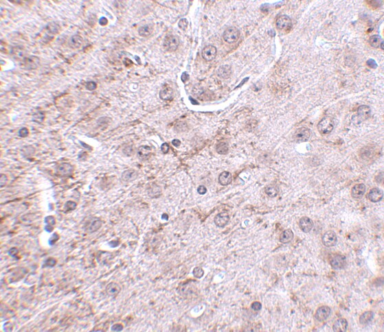 CRMP1 Antibody - BSA Free