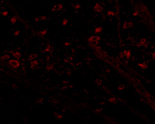 CRMP1 Antibody - BSA Free