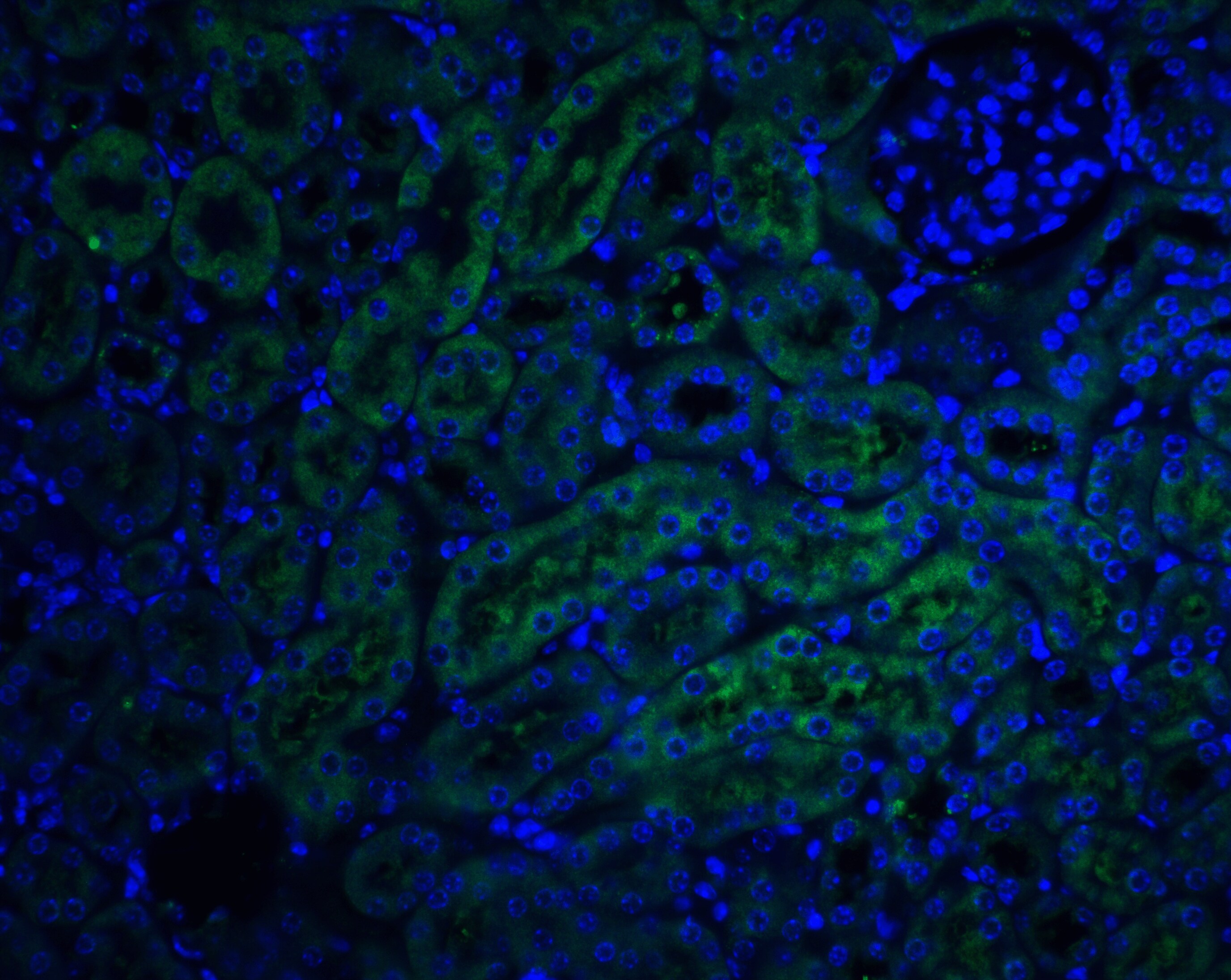 TRAILR4/TNFRSF10D/DcR2 Antibody - BSA Free